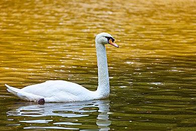 《巫师 3：狂猎》完全版正式跨入次世代！